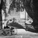 Detail of Great Herds of Turkey, Evening, number 014 at postliteracy.org